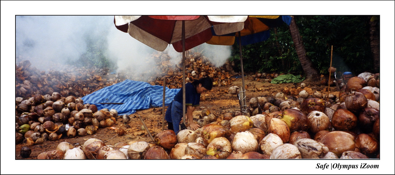 2001   07   Samui   cocoteraie